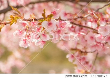 Kawazu cherry blossoms to announce the arrival of spring 137700373