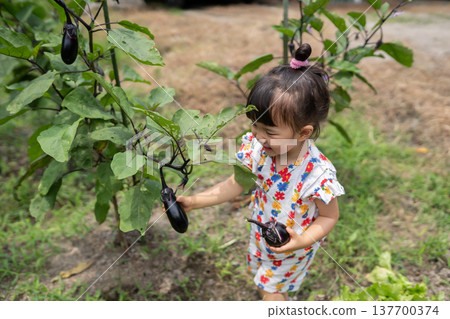 Toddlers playing in the field, experiencing eggplant harvesting. 137700374