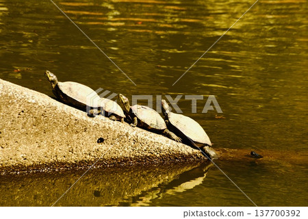 池塘裡的烏龜在曬太陽 137700392