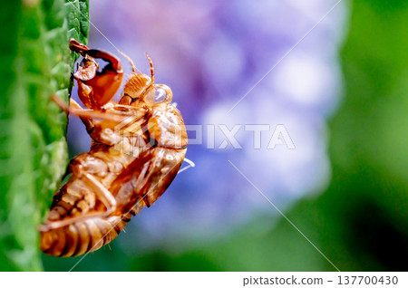 Hydrangeas and cicada shells 137700430