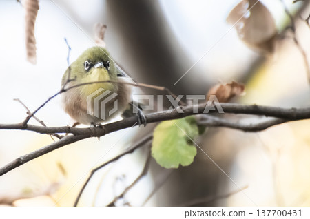 Staring contest (I won't lose to the long-tailed tit!) 137700431