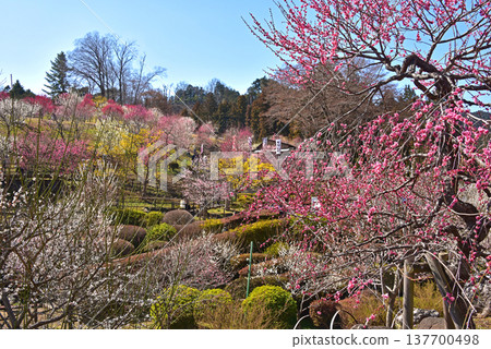 A beautiful picture of plum blossoms in full bloom in Yoshino Plum Village, Ome City, Tokyo. A beautiful picture of plum blossoms in full bloom in Yoshino Plum Village, Ome City, Tokyo. 137700498