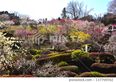 東京青梅市吉野梅村，梅花盛開的美景。 137700502