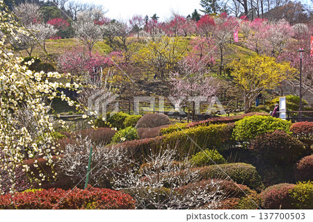東京青梅市吉野梅村,梅花盛開的美景。 東京青梅市吉野梅村,梅花盛開的美景。 137700503
