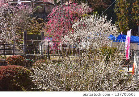 東京青梅市吉野梅村,梅花盛開的美景。 東京青梅市吉野梅村,梅花盛開的美景。 137700505