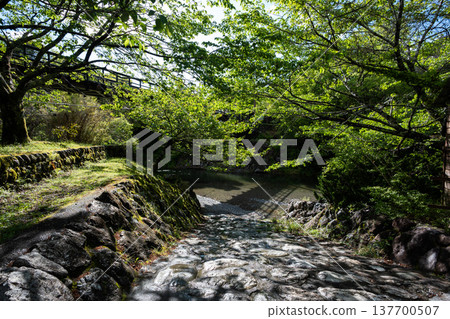A stone path lined with fresh greenery leading to the river. A stone path lined with fresh greenery leading to the river. 137700507