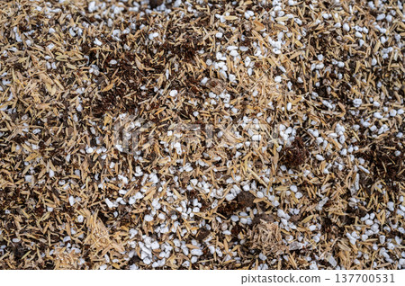 Full frame shot of good potting soil mix for planting cactus and succulents. Soil for cactus plants needs to be porous and free draining so it doesn't hold on to moisture. 137700531