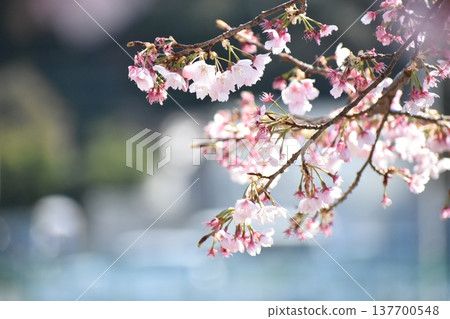 In the spring sunshine In the spring sunshine 137700548