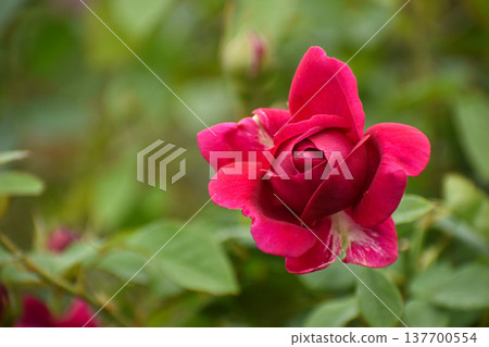 一朵鮮豔的秋日紅玫瑰 一朵鮮豔的秋日紅玫瑰 137700554