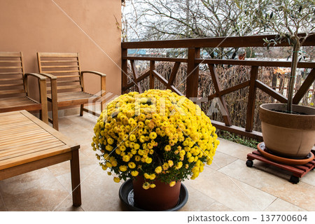 yellow chrysanthemum flower pot on balcony 137700604
