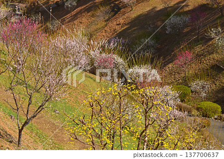 東京青梅市吉野梅村,梅花盛開的美景。 東京青梅市吉野梅村,梅花盛開的美景。 137700637