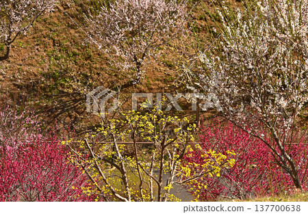 東京青梅市吉野梅村,梅花盛開的美景。 東京青梅市吉野梅村,梅花盛開的美景。 137700638