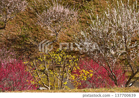 A beautiful picture of plum blossoms in full bloom in Yoshino Plum Village, Ome City, Tokyo. 137700639