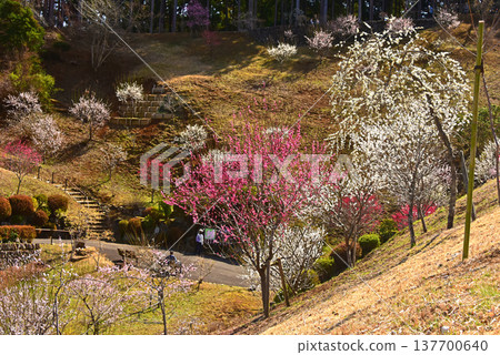 A beautiful picture of plum blossoms in full bloom in Yoshino Plum Village, Ome City, Tokyo. A beautiful picture of plum blossoms in full bloom in Yoshino Plum Village, Ome City, Tokyo. 137700640