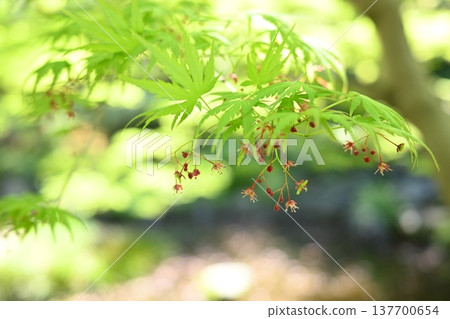 Green maple leaves herald the arrival of spring. Green maple leaves herald the arrival of spring. 137700654