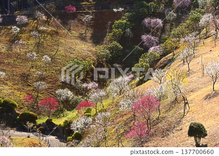 A beautiful picture of plum blossoms in full bloom in Yoshino Plum Village, Ome City, Tokyo. A beautiful picture of plum blossoms in full bloom in Yoshino Plum Village, Ome City, Tokyo. 137700660