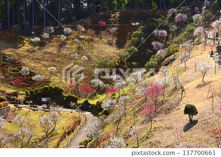 A beautiful picture of plum blossoms in full bloom in Yoshino Plum Village, Ome City, Tokyo. A beautiful picture of plum blossoms in full bloom in Yoshino Plum Village, Ome City, Tokyo. 137700661