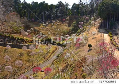 A beautiful picture of plum blossoms in full bloom in Yoshino Plum Village, Ome City, Tokyo. A beautiful picture of plum blossoms in full bloom in Yoshino Plum Village, Ome City, Tokyo. 137700664