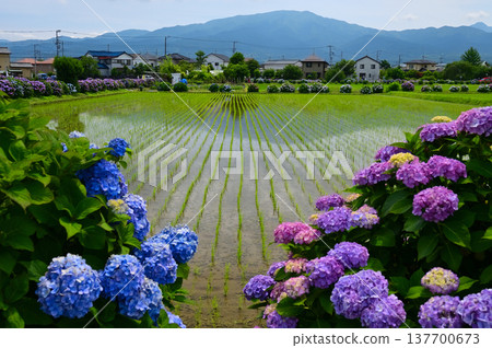Scenery of Kaisei-cho Scenery of Kaisei-cho 137700673