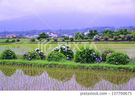 Scenery of Kaisei-cho Scenery of Kaisei-cho 137700675