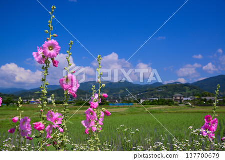 開成町的風景 137700679