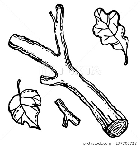 Fragments of branches with leaves 137700728