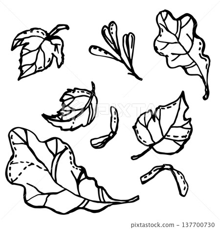 Leaves and seeds from trees Leaves and seeds from trees 137700730
