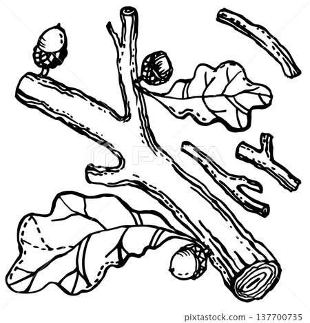 Branch with acorns and leaves Branch with acorns and leaves 137700735