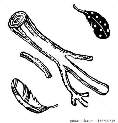 Wood branches and bird feathers Wood branches and bird feathers 137700746