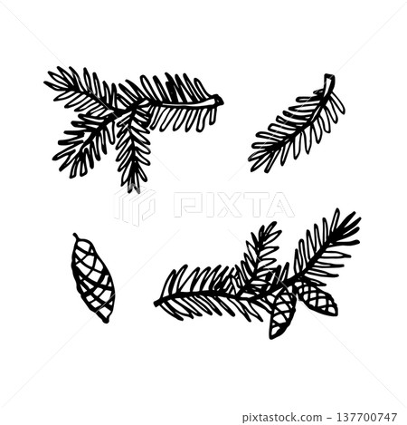 Spruce branches with big cones Spruce branches with big cones 137700747