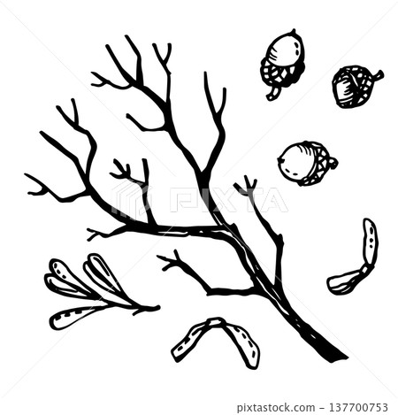 Bare branch, acorns, maple samara 137700753