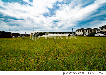 Rice under blue sky Rice under blue sky 137700757