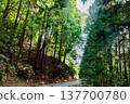 Walking along the path in the forest 137700780