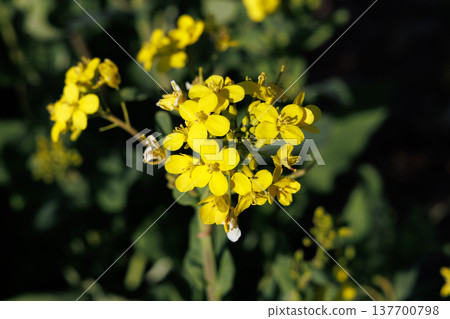 春日陽光下，油菜花盛開 137700798