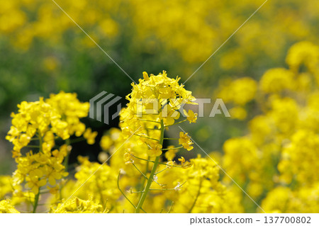 春日陽光下,油菜花盛開 春日陽光下,油菜花盛開 137700802