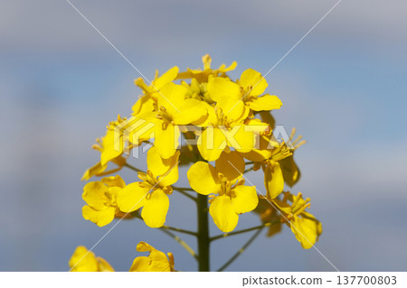 春日陽光下,油菜花盛開 春日陽光下,油菜花盛開 137700803