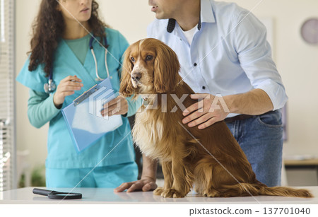 Cocker spaniel with owner at vet consultation, nurse with clipboard, animal exam 137701040