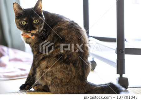 Sabi cat 137701045