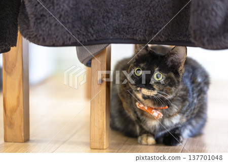 Sabi cat Sabi cat 137701048