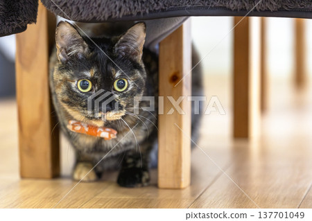 Sabi cat Sabi cat 137701049