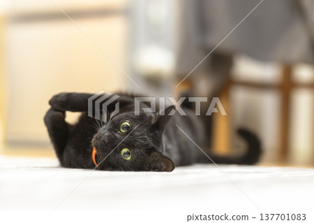 黑貓 黑貓 137701083