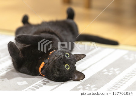 Black cat Black cat 137701084