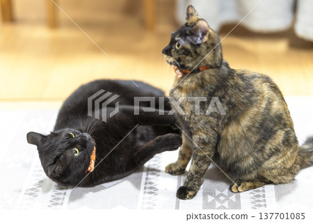 Black cat Black cat 137701085