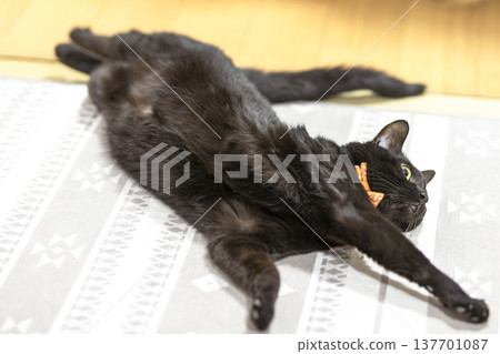 Black cat Black cat 137701087