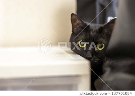 Black cat Black cat 137701094