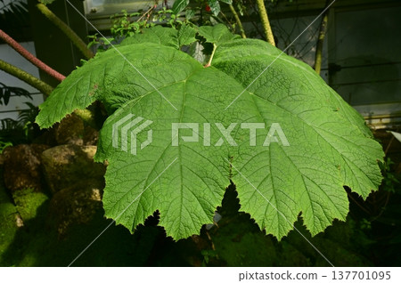 鬼吹（大黃科）：一種大型、耐寒、常綠多年生草本植物。 137701095