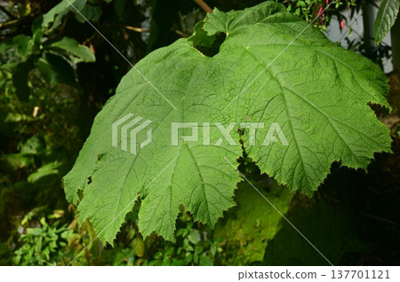Onibuki (Gunneraceae family): A large, cold-hardy, evergreen perennial herb. Onibuki (Gunneraceae family): A large, cold-hardy, evergreen perennial herb. 137701121