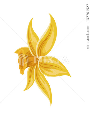 Vanilla flower. Realistic vector isolated design element. Nature spice. Yellow blossom with drops Vanilla flower. Realistic vector isolated design element. Nature spice. Yellow blossom with drops 137701527