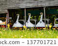 Duck boat 137701721