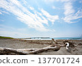 Driftwood washed ashore on the beach and the blue sky 137701724